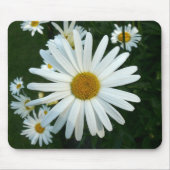 Shasta Daisy Muismat (Voorkant)