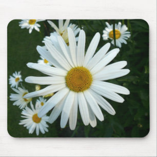 Shasta Daisy Muismat