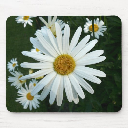 Shasta Daisy Muismat (Voorkant)