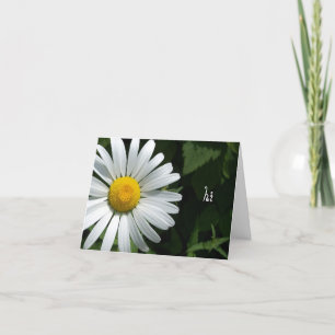 Shasta Daisy Note Cards Kaart