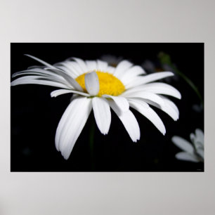 Shasta Daisy Photography Poster
