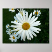 Shasta Daisy Poster (Voorkant)