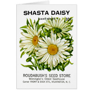 Shasta Daisy Seed Packet
