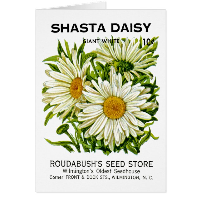 Shasta Daisy  Seed Packet (Voorkant)