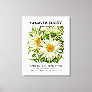 Shasta Daisy  Seed Packet Canvas Afdruk