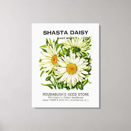 Shasta Daisy  Seed Packet Canvas Afdruk (Voorkant)