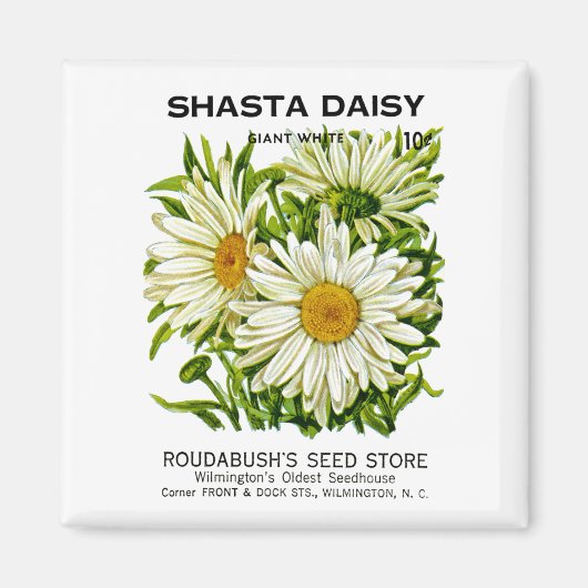Shasta Daisy  Seed Packet Magneet (Voorkant)