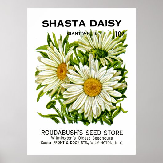 Shasta Daisy  Seed Packet Poster (Voorkant)