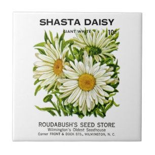 Shasta Daisy  Seed Packet Tegeltje