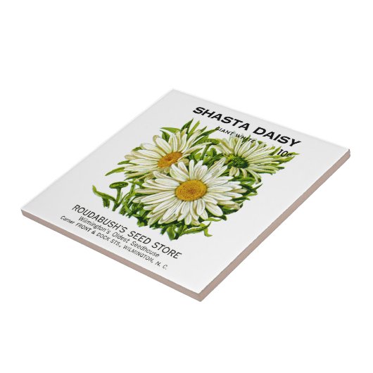 Shasta Daisy  Seed Packet Tegeltje (Zijkant)
