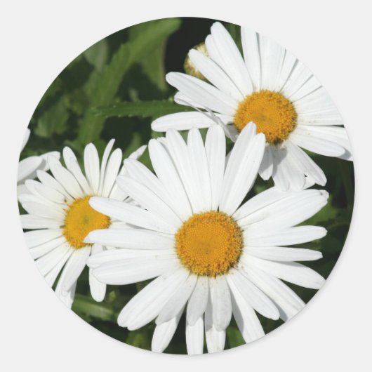 Shasta Daisy stickers (Voorkant)