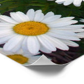 Shasta Daisy Summer Poster (Hoek)