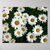 Shasta Daisy Summer Poster (Voorkant)