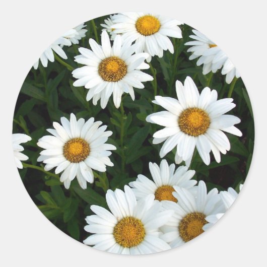 Shasta Daisy ( WestCreek) Sticker (Voorkant)