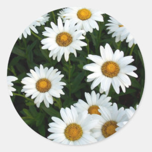 Shasta Daisy ( WestCreek) Sticker