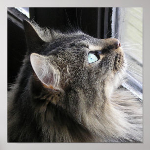 Shasta - In gedachte Poster