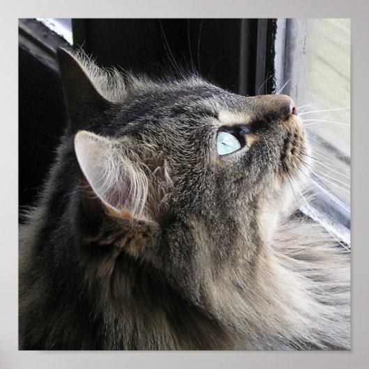 Shasta - In gedachte Poster (Voorkant)