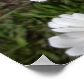 Shasta Madelief (Chrysanthemum maximum) Poster (Hoek)