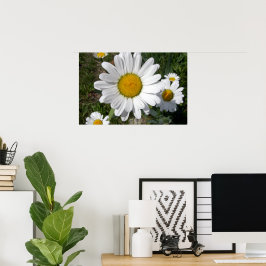 Shasta Madelief (Chrysanthemum maximum) Poster