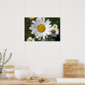 Shasta Madelief (Chrysanthemum maximum) Poster (Keuken)