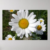 Shasta Madelief (Chrysanthemum maximum) Poster (Voorkant)