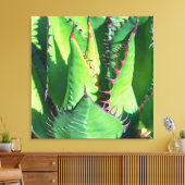 Shaw's Agave Canvas Afdruk (Insitu (Woonkamer))