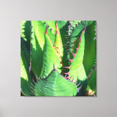 Shaw's Agave Canvas Afdruk (Voorkant)
