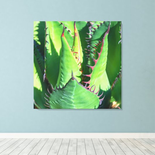 Shaw's Agave Canvas Afdruk (Insitu (Houten vloer))