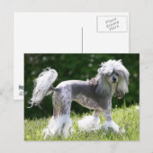 Sheeba - Crestie Showoff Briefkaart (Voorkant / Achterkant)