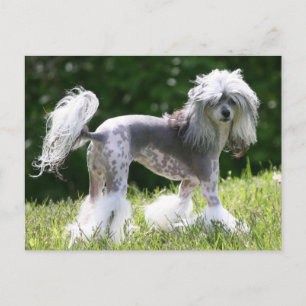 Sheeba - Crestie Showoff Briefkaart