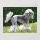 Sheeba - Crestie Showoff Briefkaart (Voorkant)