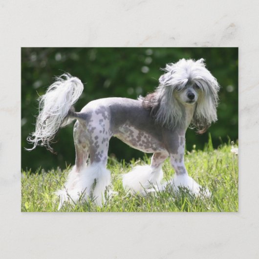 Sheeba - Crestie Showoff Briefkaart (Voorkant)