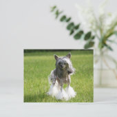 Sheeba Green Grass Briefkaart (Staand voorkant)