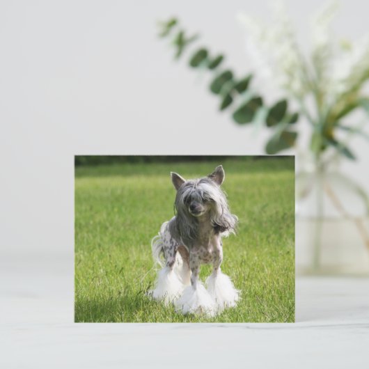 Sheeba Green Grass Briefkaart (Staand voorkant)