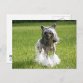 Sheeba Green Grass Briefkaart (Voorkant / Achterkant)