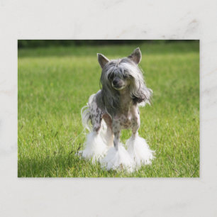 Sheeba Green Grass Briefkaart