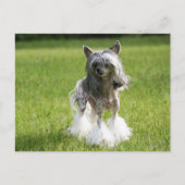 Sheeba Green Grass Briefkaart (Voorkant)