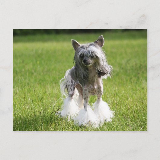 Sheeba Green Grass Briefkaart (Voorkant)