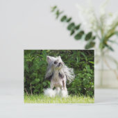 Sheeba kijkt omhoog briefkaart (Staand voorkant)