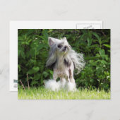 Sheeba kijkt omhoog briefkaart (Voorkant / Achterkant)