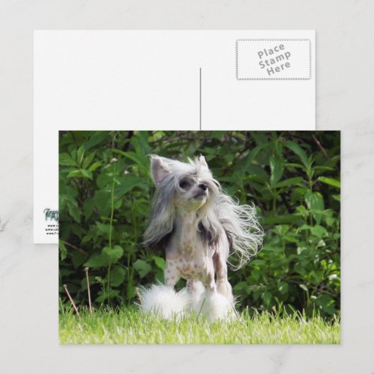 Sheeba kijkt omhoog briefkaart (Voorkant / Achterkant)