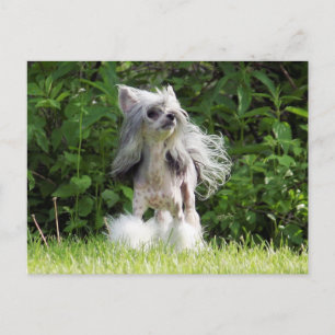 Sheeba kijkt omhoog briefkaart