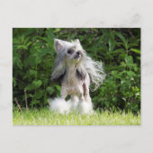 Sheeba kijkt omhoog briefkaart (Voorkant)