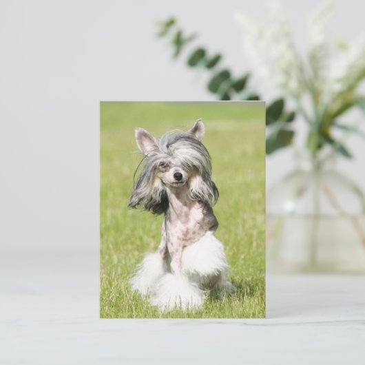 Sheeba Pointing Briefkaart (Staand voorkant)