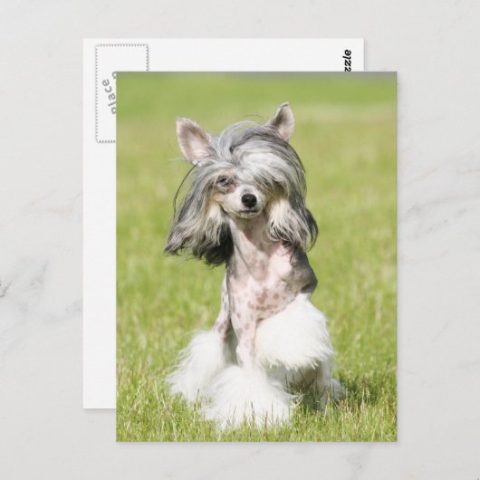 Sheeba Pointing Briefkaart (Voorkant / Achterkant)