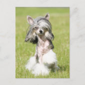 Sheeba Pointing Briefkaart (Voorkant)