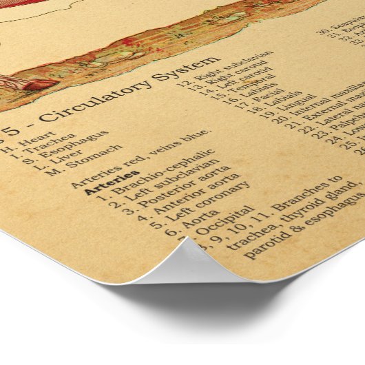 Sheep Anatomy Atlas Chart Poster (Hoek)