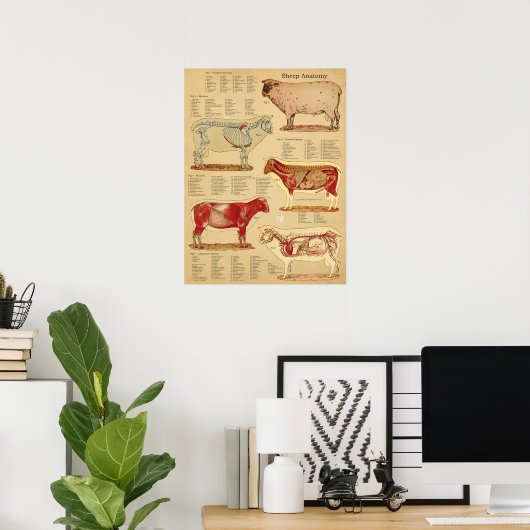 Sheep Anatomy Atlas Chart Poster (Thuiskantoor)