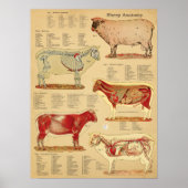 Sheep Anatomy Atlas Chart Poster (Voorkant)