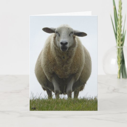 Sheep Apology Card Kaart (Voorkant)